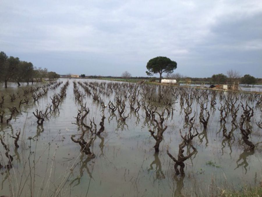 Salento devastato dalle piogge. Vendemmia a rischio