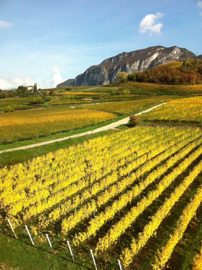 Cantine Aperte in Vendemmia in Trentino-Alto Adige