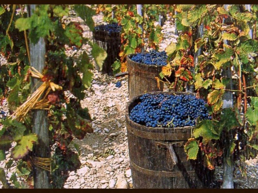 A Montalcino si festeggia la vendemmia 2016 alla Fattoria dei Barbi