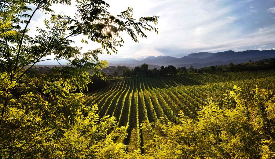 Testo Unico del Vino, via libera alla Camera