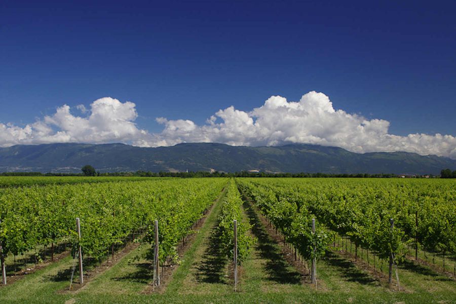 Nasce il codice del Prosecco per monitorare al meglio i flussi del prodotto nel mondo