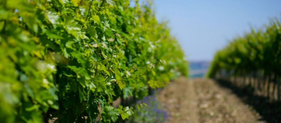 Regione Abruzzo: vigne, paesaggi ed enoturismo, Città del Vino entra in cabina di regia