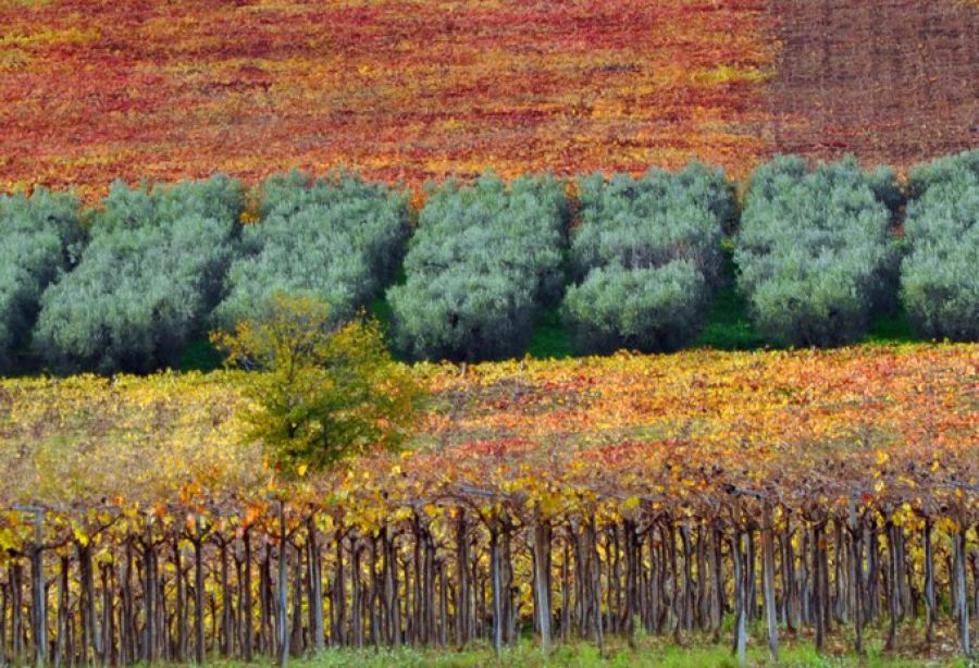 Vigne, paesaggi ed enoturismo in Abruzzo. Città del Vino entra in cabina di regia