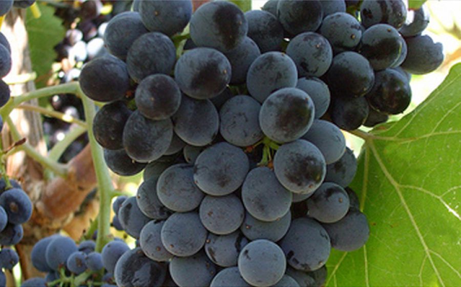 Niente IGT per Grillo e Nero d'Avola