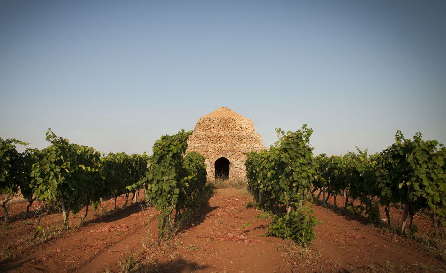Primitivo di Manduria, affari da 80 milioni di euro