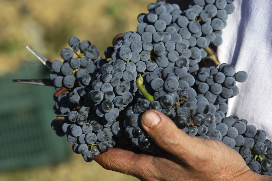 Montecucco, un febbraio di presentazioni