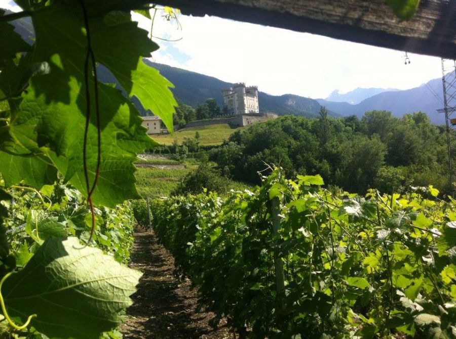 Il primo aprile si brinda al Roero con SoloVino
