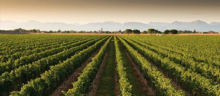 Enovitis in campo: focus sul vigneto sostenibile