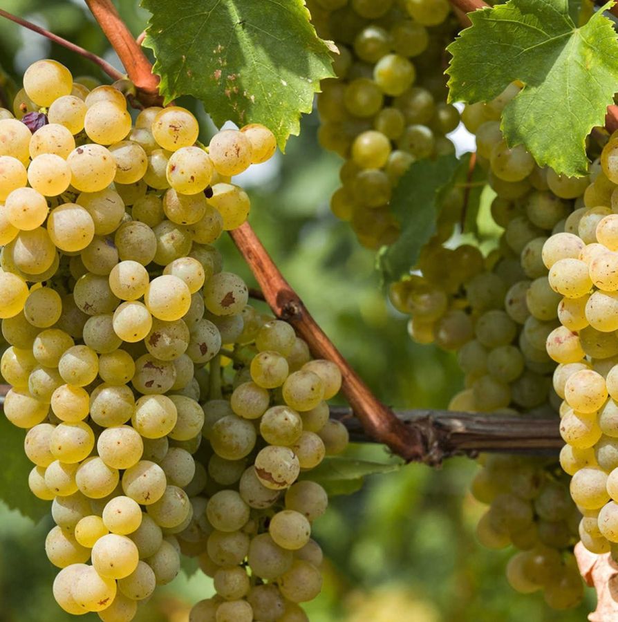 1967-2017: auguri all'Albana di Romagna DOCG