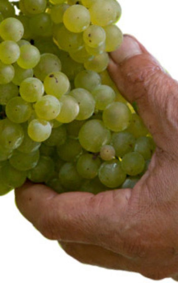 Prosecco vieta Glyfosate, Folpet, Mancozeb