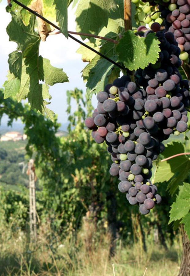 1967-2017: auguri al Chianti Classico DOCG