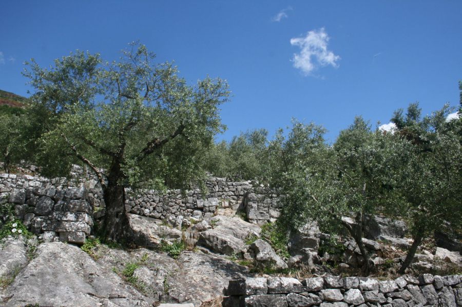 Gli oliveti di Vallecorsa nel Registro Nazionale dei Paesaggi Rurali