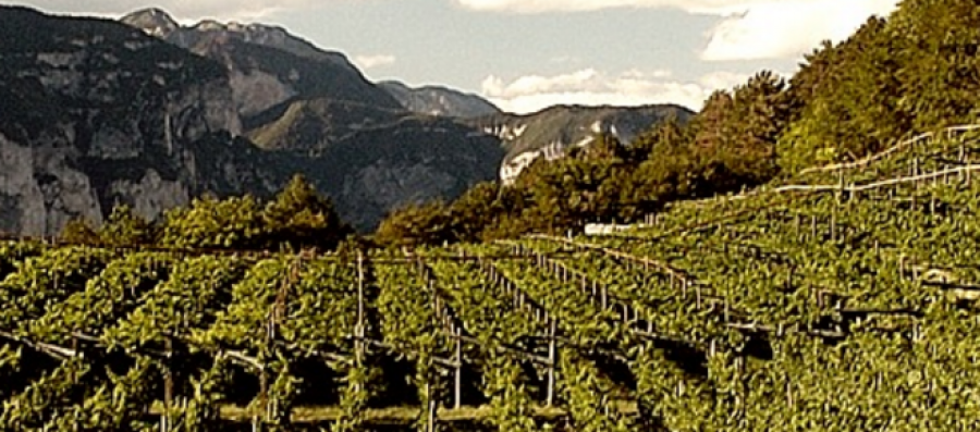 Trentodoc al Castello