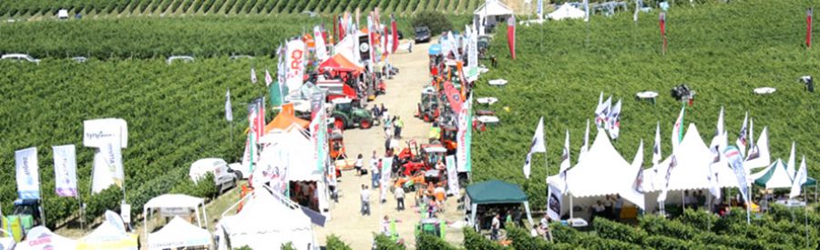 Enovitis in Campo 2017