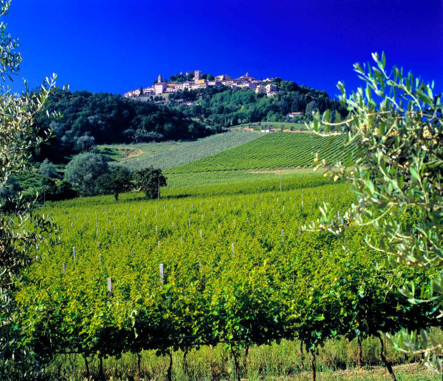 MASTER dell'ALBANA 2017
