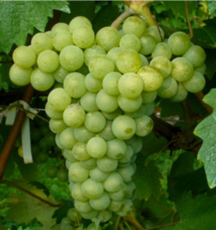 Ocm Vino Promozione 2017/2018: Italia ferma ai box
