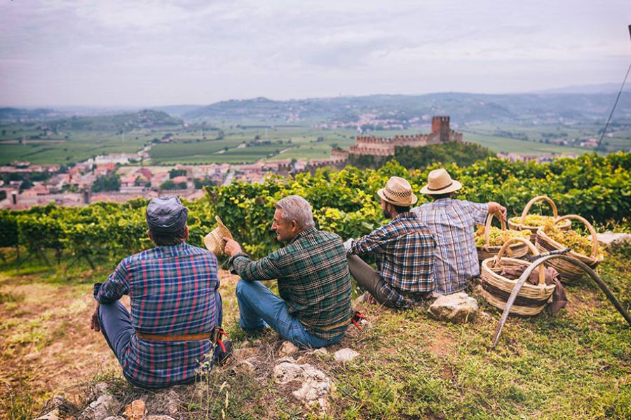 Il Soave in corsa per il GIAHS