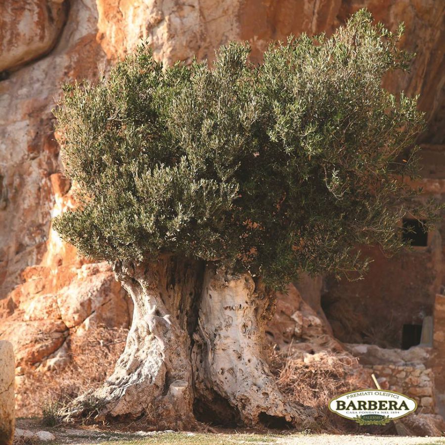 L’Olio per la Pace tutela l'ambiente e promuove l'integrazione