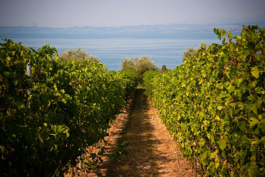 Chiaretto di Bardolino: nasce una nuova DOC