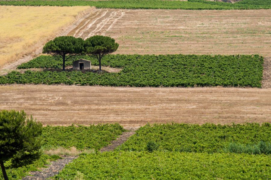 Sono iniziati i 100 giorni di vendemmia di Firriato