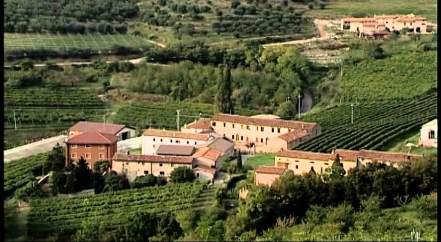 Elmo, un nuovo antico vitigno per la Valpolicella