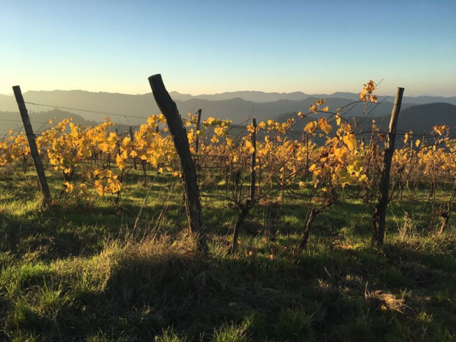 Modigliana presenta il suo territorio e i suoi nuovi vini