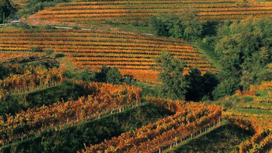 Enoregioni italiane: Colli Orientali Friulani