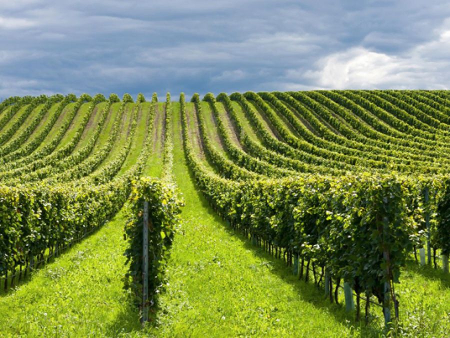 Italia leader nel bio in agricoltura