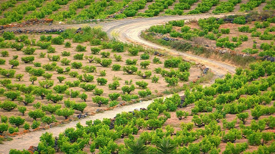 Nuovi scenari per l’Isola e il Passito di Pantelleria