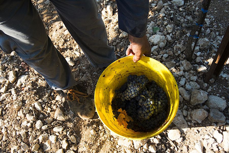 Primitivo di Manduria: uve sane e ottimo grado zuccherino
