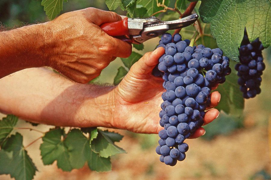 Valtènesi, vendemmia 2017 al via sotto i migliori auspici