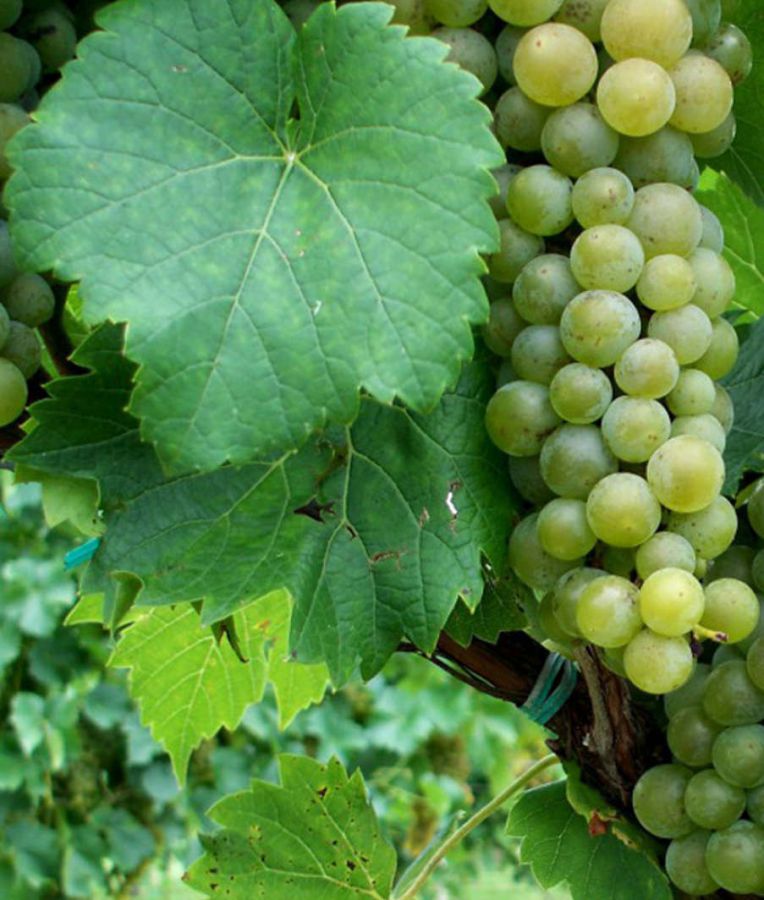 Enoregioni italiane: Colline Pesaresi