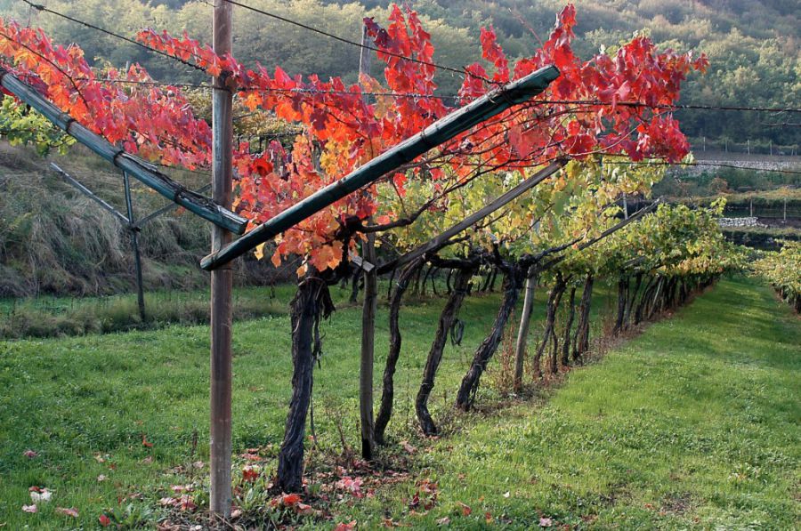 Isera premia la Vigna Eccellente