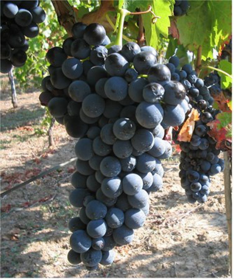 Enoregioni italiane: Sannio