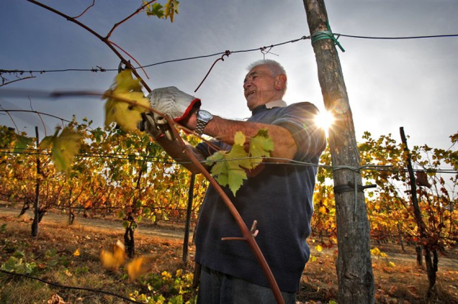 Il futuro della vitivinicoltura dell’Emilia Romagna