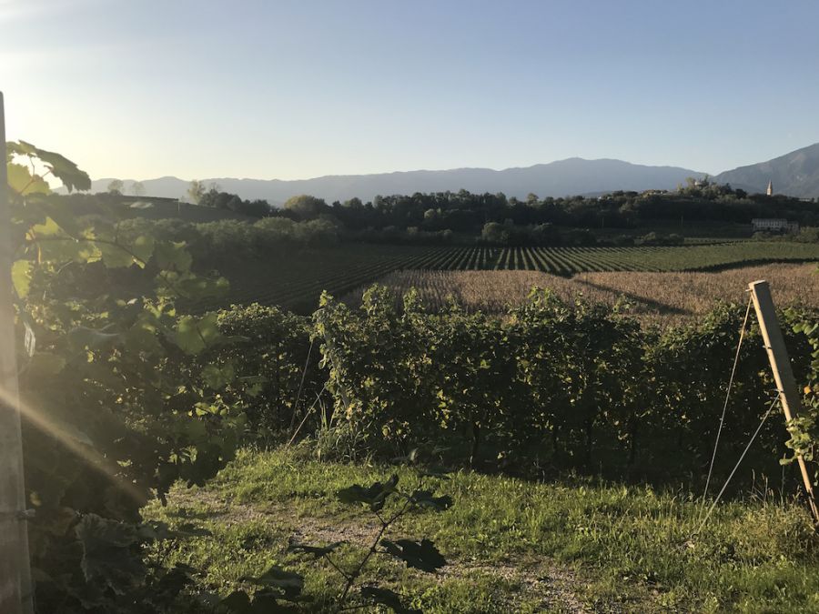 Una siepe doc lunga tutta l’Italia