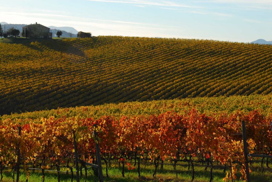 Sviluppo della filiera vitivinicola toscana