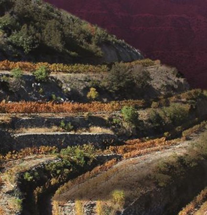 Enovitis in campo 2018