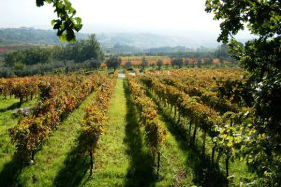 Valorizzazione dei vini vesuviani