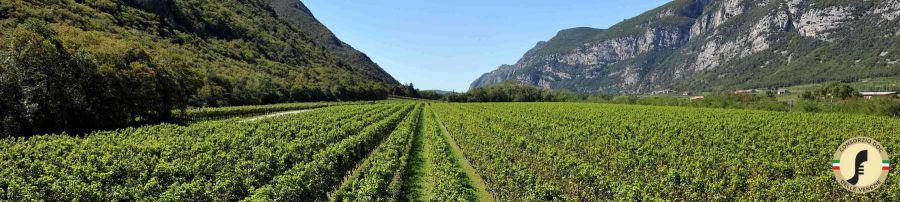 Il Pinot grigio al The Wine & Spirits Show