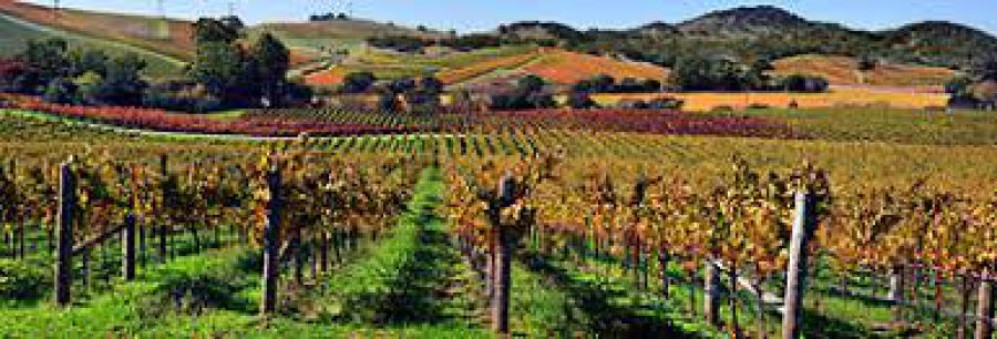 Nei Balcani lo stage di Città del Vino per giovani viticoltori