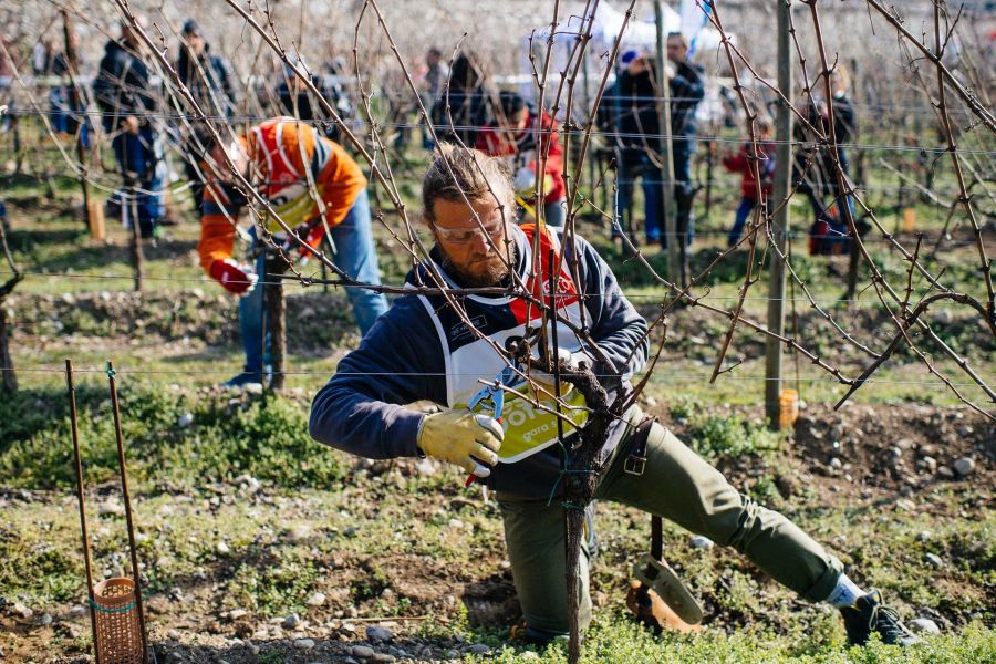 2° Festival del Potatore della vite
