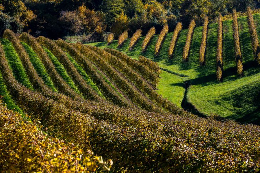 Tradizione e dinamicità nel cuore del Prosecco