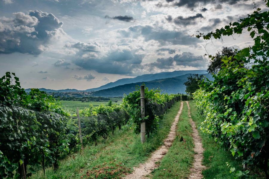 Corso di formazione gratuito sulle malattie della vite