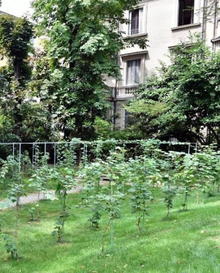 Grande successo per la vigna di Leonardo a Milano