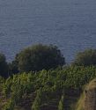 La Doc Maremma Toscana premiata a Vinitaly