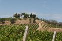 CANTINE APERTE sui colli cesenati