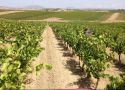 I cavalieri del vino