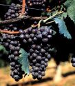 Auguri al Brachetto d’Acqui