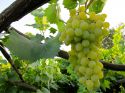 Auguri al Prosecco di Conegliano Valdobbiadene
